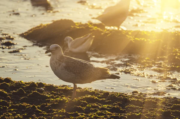 Sea gull på seglar utmed kusten — Stockfoto