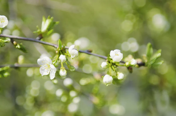 Flores de cerezo — Foto de Stock