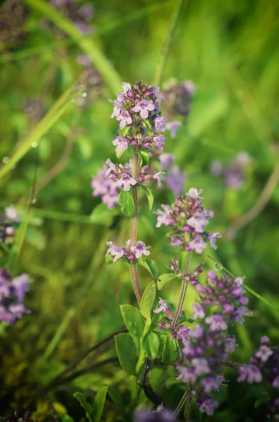 Thymus with flowers — Stock Photo, Image