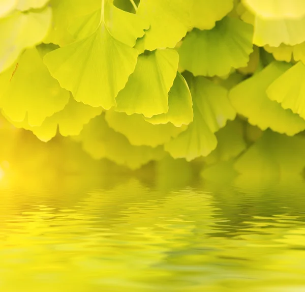 Hojas de Gingko Biloba — Foto de Stock