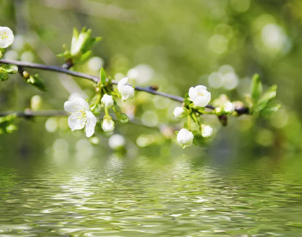 Kirsche Frühlingsblumen — Stockfoto