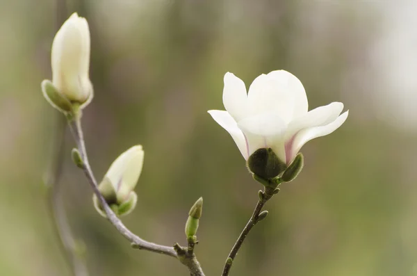 Magnolia witte bloemen — Stockfoto