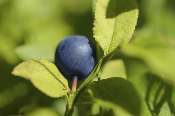 Reife Blaubeeren in der Natur — Stockfoto