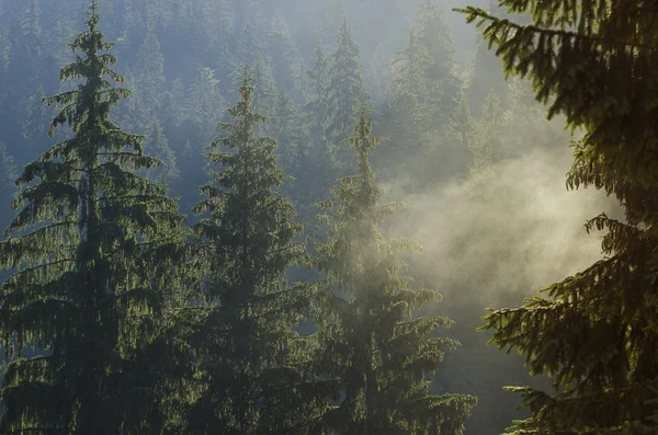 Foggy morning  landscape — Stock Photo, Image