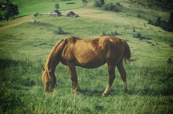 Häst på berg — Stockfoto