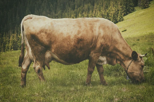 Молочная корова пасущаяся на лугу — стоковое фото