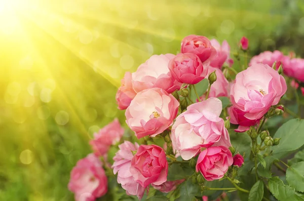 Pink sunny rose — Stock Photo, Image