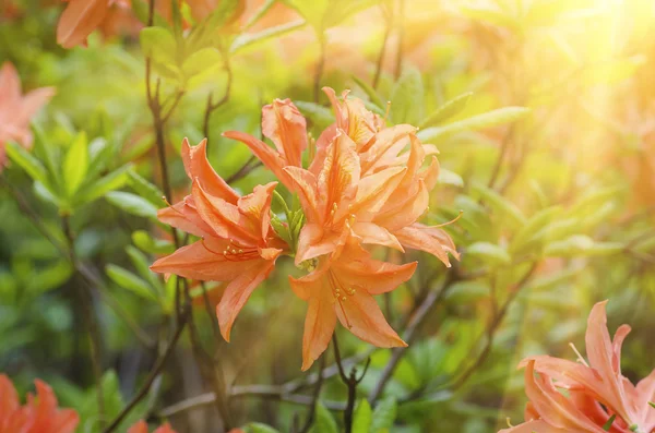 Rododendros e azáleas no jardim — Fotografia de Stock