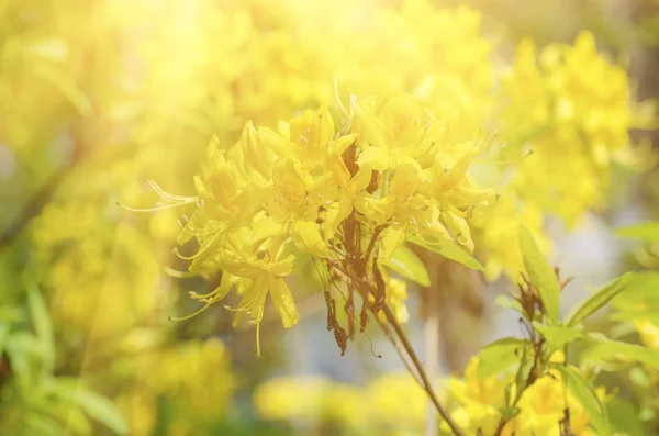 Rododendri e azalee — Foto Stock