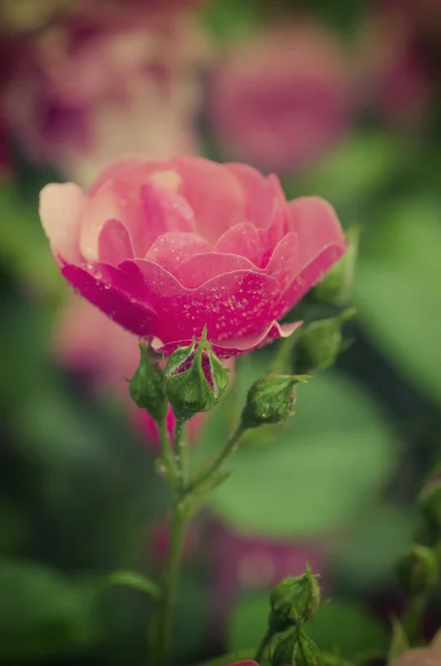 Flor rosa vintage — Foto de Stock