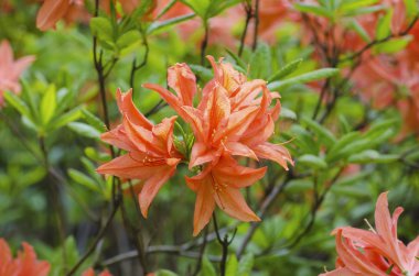 Bahçede Rhododendronlar ve açelyalar