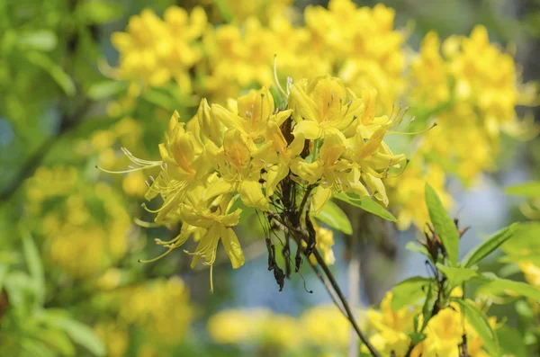 Rhododendron und Azaleen im Garten — Stockfoto