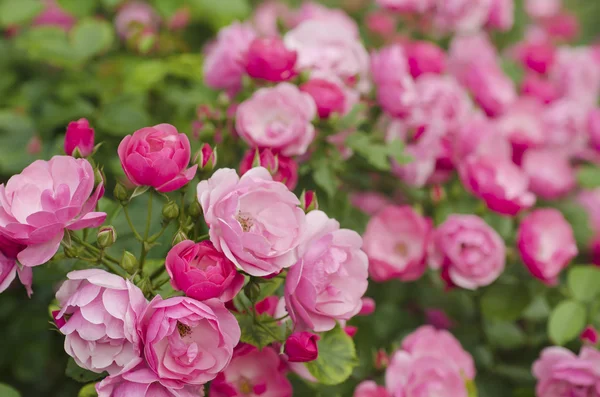 Rosa Rosenblüte — Stockfoto