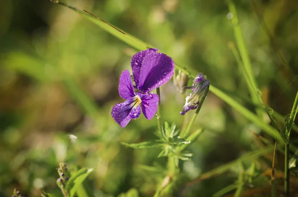 Pansy sauvage violette — Photo