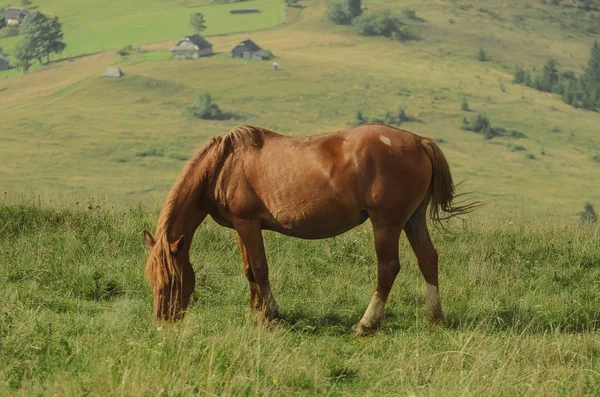 Horse at mountains — Stock Photo, Image