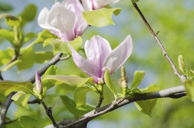 Magnolia bahar çiçekleri