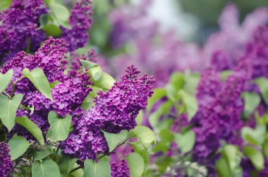 Bahar leylak çiçekleri