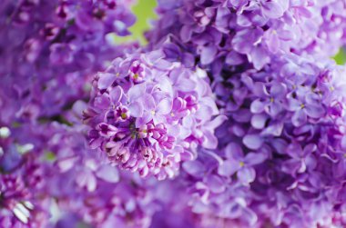 soyut çiçek arkaplanı