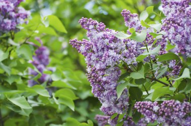 Bahar leylak çiçekleri