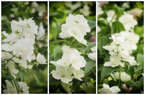 Jasmine flower-collectie — Stockfoto