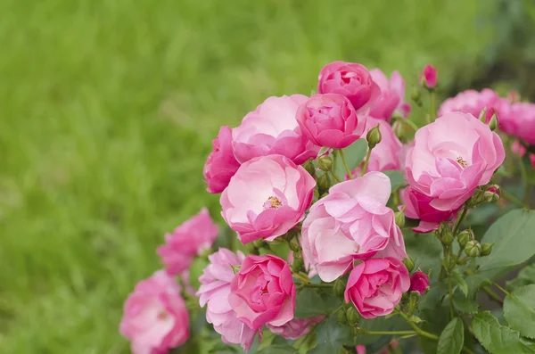 Rosa Rosenblüte — Stockfoto