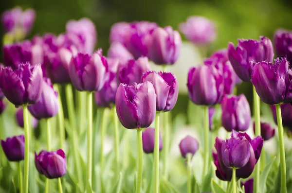 Fiori di tulipano viola — Foto Stock