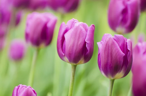 Fialové tulipánové květiny — Stock fotografie