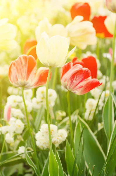 Fiori di tulipano rosso e bianco — Foto Stock