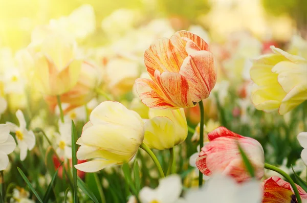 Červené a bílé tulipány květiny — Stock fotografie