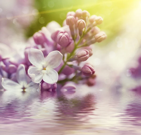 라일락 꽃의 가지 — 스톡 사진