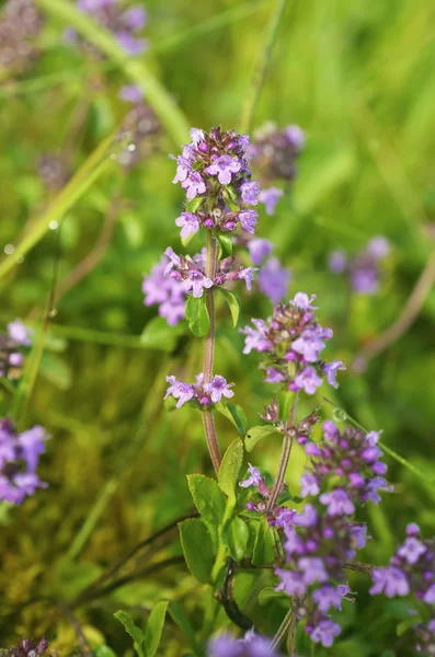 Thymus with flowers — Stock Photo, Image