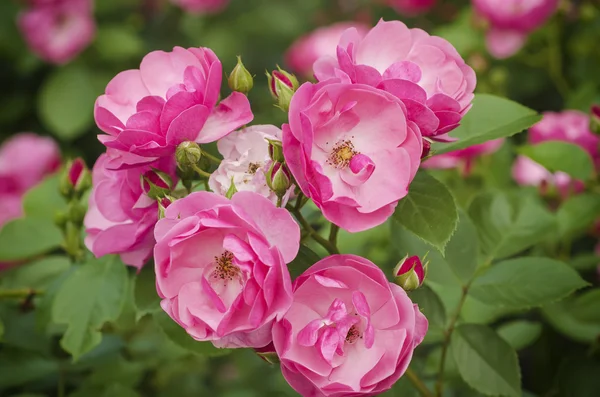 Rosa Rosenblüte — Stockfoto