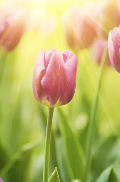 Violet tulip flowers — Stock Photo, Image