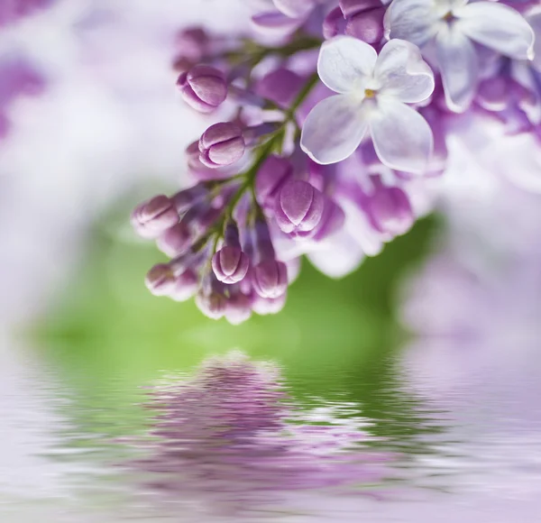 ライラックの花の枝 — ストック写真