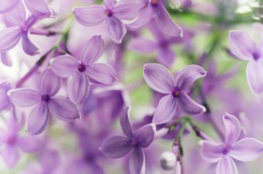 soyut çiçek arkaplanı