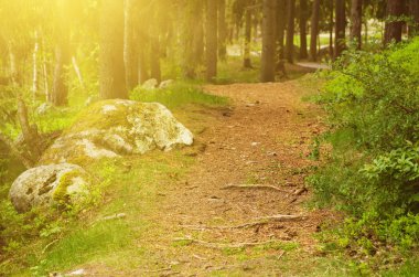 Kuzey İskandinav Ormanı