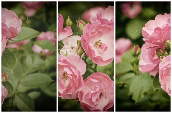 Coleção de rosa vintage — Fotografia de Stock