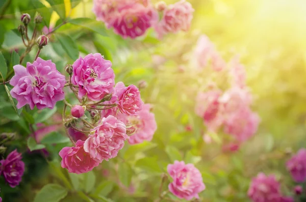 Розовая солнечная роза — стоковое фото