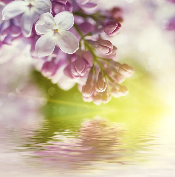 Gałąź liliowych kwiatów — Zdjęcie stockowe