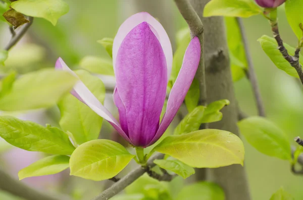 Magnolia wiosenne kwiaty — Zdjęcie stockowe