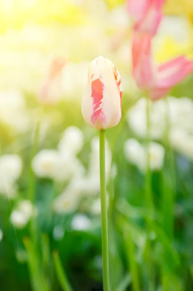 Pink and white tulip flowers — Stock Photo, Image