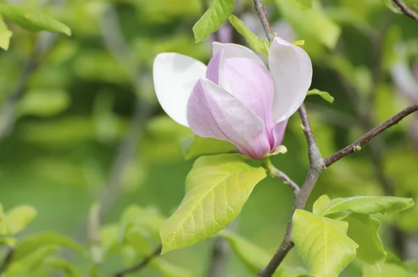 Magnolia tavaszi virágok — Stock Fotó