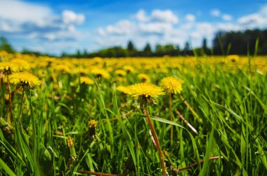 Karahindiba çiçeği çayırı