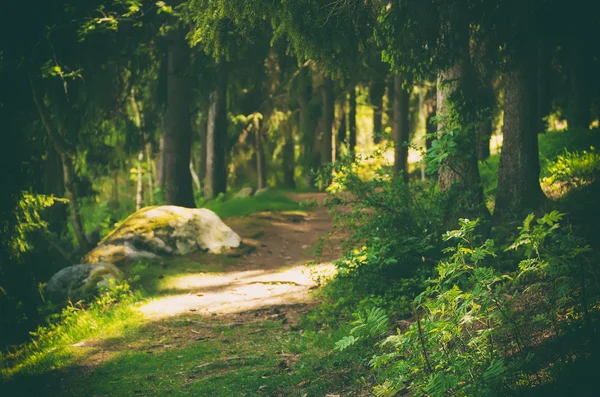 Nordskandinavischer Wald — Stockfoto