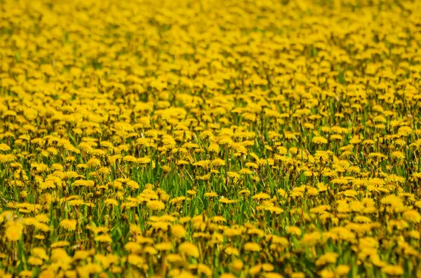 Dandelion flower meadow — Stock Photo, Image