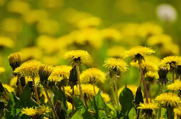 Pré de fleurs de pissenlit — Photo