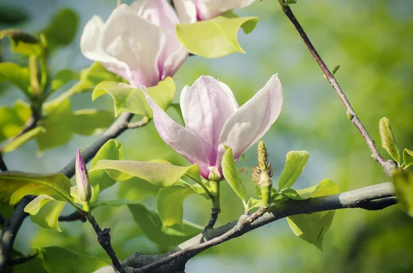 Magnolia lentebloemen — Stockfoto