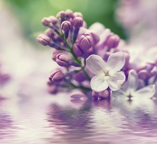 Větev šeříkových květů — Stock fotografie