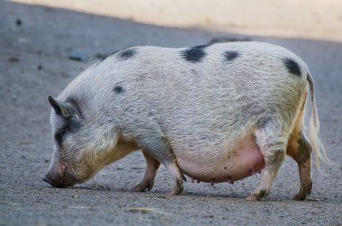 Büyük çiftlik domuz