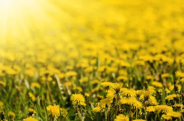 Pré de fleurs de pissenlit — Photo